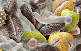 Красочная подводная жизнь