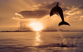 Дельфин выпрыгнул из воды