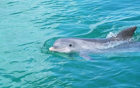 	   Dolphin watching from the water