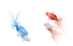Золотая и синяя рыбы