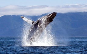 Прыжок кита из воды