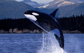 	   Killer whale out of the water