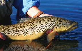 	   Large spotted fish
