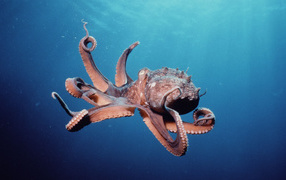 	   Octopus in the ocean