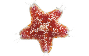 Морская звезда