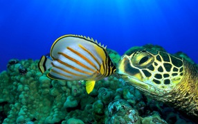 	   Turtle and fish
