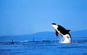 Касатка выпрыгнула из воды