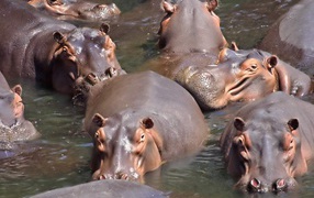 	   A herd of hippos in the water