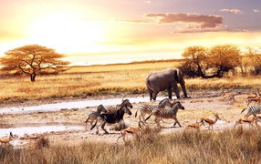 	   African animals at a watering place