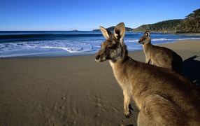 	   Kangaroos come to the beach
