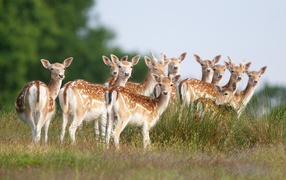 A herd of Sika deer on the field