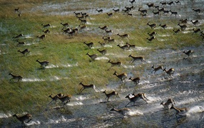 Antelopes running on the flooded field