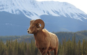 Горный баран