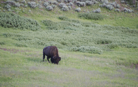 Bison in the wild