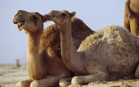 Cute couple camels