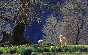 Daffodils and lambs