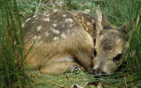 Fawn lying in the grass
