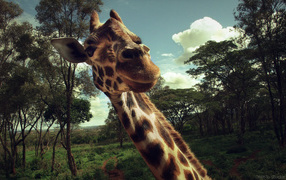 Giraffe posing