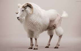 Козел со стрижкой под пуделя