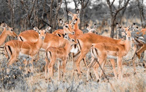 Стадо оленей