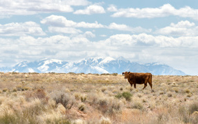 Одинокая корова на фоне гор