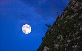 Mountain goats on the background of the moon