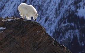 White goat in the mountains