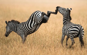 Zebra kicks