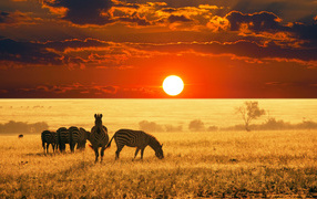 Zebras grazing at sunset
