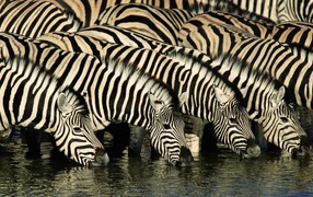 Зебры на водопое