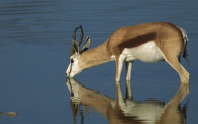 	  Antelope at the waterhole