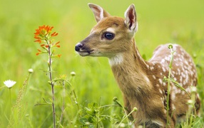 	  Fawn in the grass