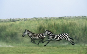 	  Zebras run