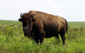 	   Bison in nature