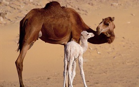 	   Camel with cub