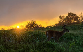 	   Deer at sunset