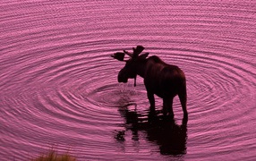 	   Elk drinking water