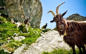 	   Goats in the mountains
