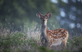 	   Spotted deer in the grass