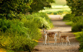 	   Spotted deer on the road