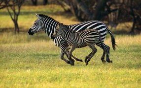 	   Zebra with cub