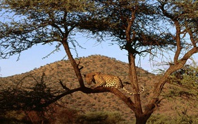 African leopard on a tree