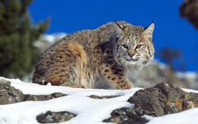 Рысь на снегу