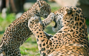 Детеныш ягуара с матерью