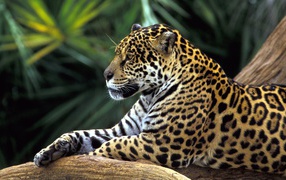 Ягуар в джунглях Амазонки