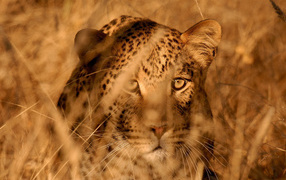 Леопард в засаде
