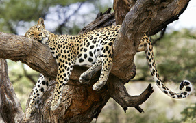 Leopard is sleeping on the tree