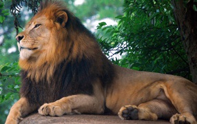 Lion king of zoo