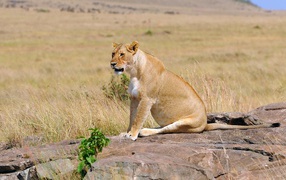 Lioness is sitting on the rocks