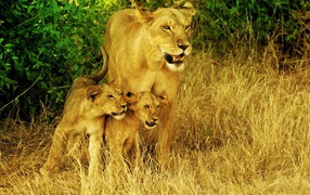 Lioness with her children